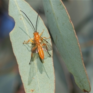 Unverified Parasitic wasp (numerous families) at Strathnairn, ACT - 17 Apr 2025 by AlisonMilton