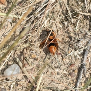 Euodynerus sp. (genus) (Mason Wasp) at Strathnairn, ACT - 17 Apr 2025 by AlisonMilton