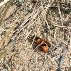 Euodynerus sp. (genus) at Strathnairn, ACT - 17 Apr 2025 12:15 PM