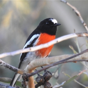 Petroica boodang at Kambah, ACT - Today by HelenCross