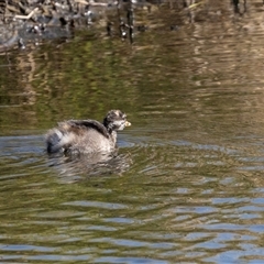 Tachybaptus novaehollandiae (Australasian Grebe) at Strathnairn, ACT - 17 Apr 2025 by AlisonMilton