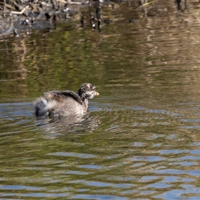 Tachybaptus novaehollandiae (Australasian Grebe) at Strathnairn, ACT - 17 Apr 2025 by AlisonMilton