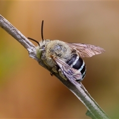 Amegilla sp. (genus) (Blue Banded Bee) at Acton, ACT - 7 Mar 2025 by KorinneM