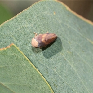 Brunotartessus fulvus (Yellow-headed Leafhopper) at Strathnairn, ACT - 17 Apr 2025 by AlisonMilton