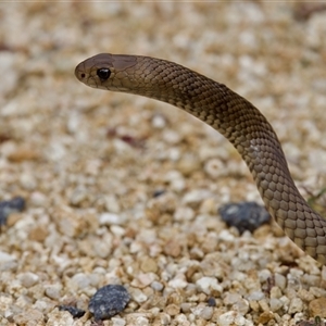 Pseudonaja textilis at Acton, ACT - 7 Mar 2025 by KorinneM