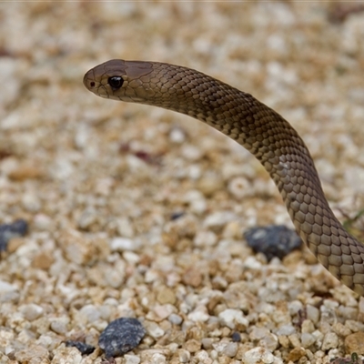 Pseudonaja textilis (Eastern Brown Snake) at Acton, ACT - 7 Mar 2025 by KorinneM