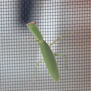 Orthodera ministralis at Alpine, NSW - 3 Feb 2025 10:14 AM