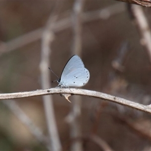 Erina hyacinthina at Alpine, NSW - 3 Feb 2025 by JanHartog