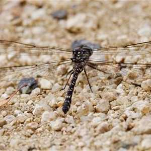 Austroaeschna multipunctata (Multi-spotted Darner) at Acton, ACT - 7 Mar 2025 by KorinneM