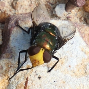 Amenia imperialis at Alpine, NSW - 4 Feb 2025 by JanHartog