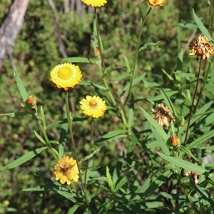 Xerochrysum bracteatum at Alpine, NSW - 4 Feb 2025 12:03 AM