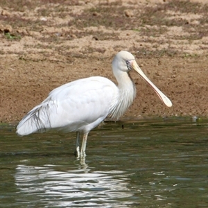 Platalea flavipes (Yellow-billed Spoonbill) at Rutherglen, VIC - 4 Apr 2025 by PaulF
