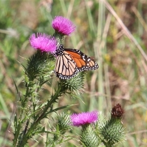Danaus plexippus at Alpine, NSW - 4 Feb 2025 12:31 AM