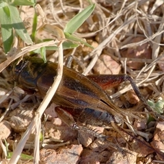 Teleogryllus commodus (Black Field Cricket) at Fyshwick, ACT - 19 Apr 2025 by regeraghty