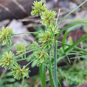 Cyperus eragrostis at Wodonga, VIC - 19 Apr 2025 08:51 AM