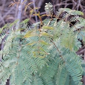 Acacia rubida at Wodonga, VIC - 19 Apr 2025 08:51 AM
