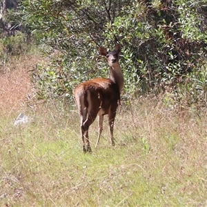 Cervus elaphus at Alpine, NSW - 4 Feb 2025 12:37 AM