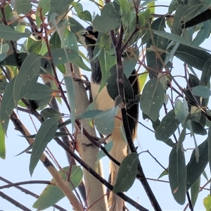 Entomyzon cyanotis at Wodonga, VIC - 19 Apr 2025 08:55 AM