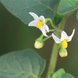 Solanum nigrum at Wodonga, VIC - 19 Apr 2025 08:59 AM