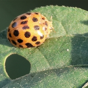 Unverified Lady beetle (Coccinellidae) at Wodonga, VIC - Today by KylieWaldon