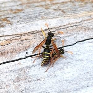 Unverified Social or paper-nest wasp (Vespidae, Polistinae or Vespinae) at Fyshwick, ACT - 14 Apr 2025 by Harrisi