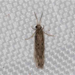 Hydroptilidae (family) (Micro-caddisfly) at Melba, ACT - 18 Apr 2025 by kasiaaus