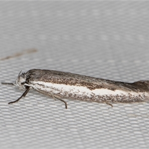 Philobota argotoxa at Melba, ACT - 18 Apr 2025 by kasiaaus