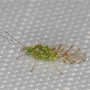 Aphididae (family) at Melba, ACT - 18 Apr 2025 by kasiaaus