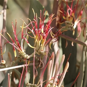 Amyema miquelii at Wodonga, VIC - Yesterday by KylieWaldon