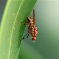 Lauxaniidae (family) at Wodonga, VIC - 19 Apr 2025 by KylieWaldon