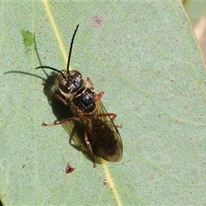 Unverified Flower Wasps (Scoliidae, Thynnidae or Tiphiidae) at Wodonga, VIC - Yesterday by KylieWaldon