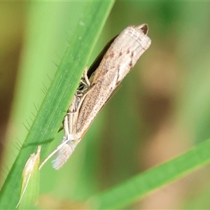 Unverified Moth (Lepidoptera) at Wodonga, VIC - Yesterday by KylieWaldon