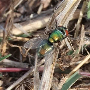 Unverified Blow fly (Calliphoridae) at Wodonga, VIC - Yesterday by KylieWaldon