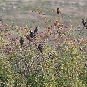 Sturnus vulgaris by KylieWaldon