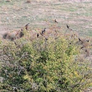 Sturnus vulgaris at Wodonga, VIC - 19 Apr 2025 09:17 AM