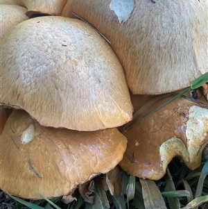 Unverified Cap on a stem; gills below cap [mushrooms or mushroom-like] at Higgins, ACT - Yesterday by Jennybach