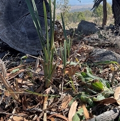 Dianella revoluta var. revoluta (Black-Anther Flax Lily) at Denman Prospect, ACT - 18 Apr 2025 by Jennybach