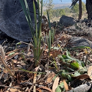 Lomandra bracteata at Denman Prospect, ACT - 18 Apr 2025 by Jennybach