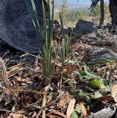 Dianella revoluta var. revoluta (Black-Anther Flax Lily) at Denman Prospect, ACT - 18 Apr 2025 by Jennybach