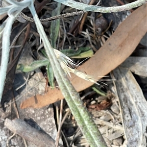 Unverified Other Wildflower or Herb at Denman Prospect, ACT - 18 Apr 2025 by Jennybach