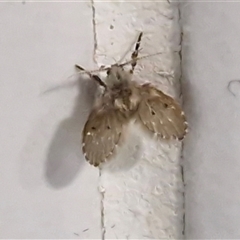 Unverified True fly (Diptera) at Alice Springs, NT - 19 Apr 2025 by trevorpreston