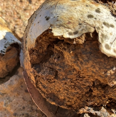 Unverified Puffball & the like at Denman Prospect, ACT - 18 Apr 2025 by Jennybach