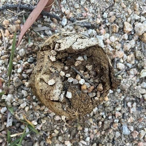Unverified Puffball & the like at Denman Prospect, ACT - 18 Apr 2025 by Jennybach