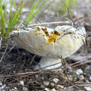Bolete sp. at Moruya, NSW - suppressed