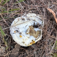 Bolete sp. at Moruya, NSW - suppressed