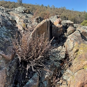 Unverified Plant at Denman Prospect, ACT - 18 Apr 2025 by Jennybach