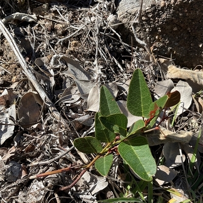 Hardenbergia violacea (False Sarsaparilla) at Denman Prospect, ACT - 18 Apr 2025 by Jennybach