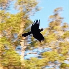 Zanda funerea (Yellow-tailed Black-Cockatoo) at Pipeclay, NSW - 18 Apr 2025 by MVM