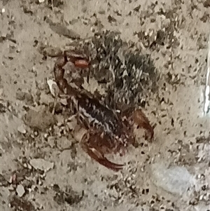 Scorpiones (order) at Pipeclay, NSW - suppressed