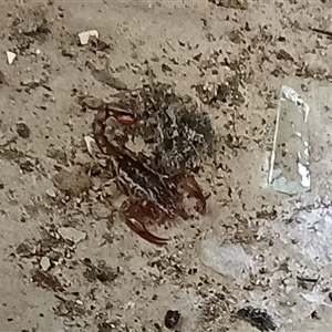 Scorpiones (order) at Pipeclay, NSW - suppressed